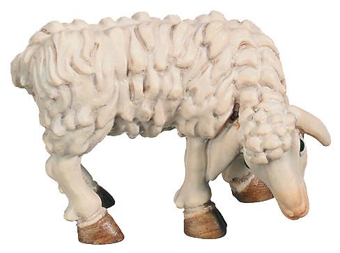 Sheep grazing the grass - color