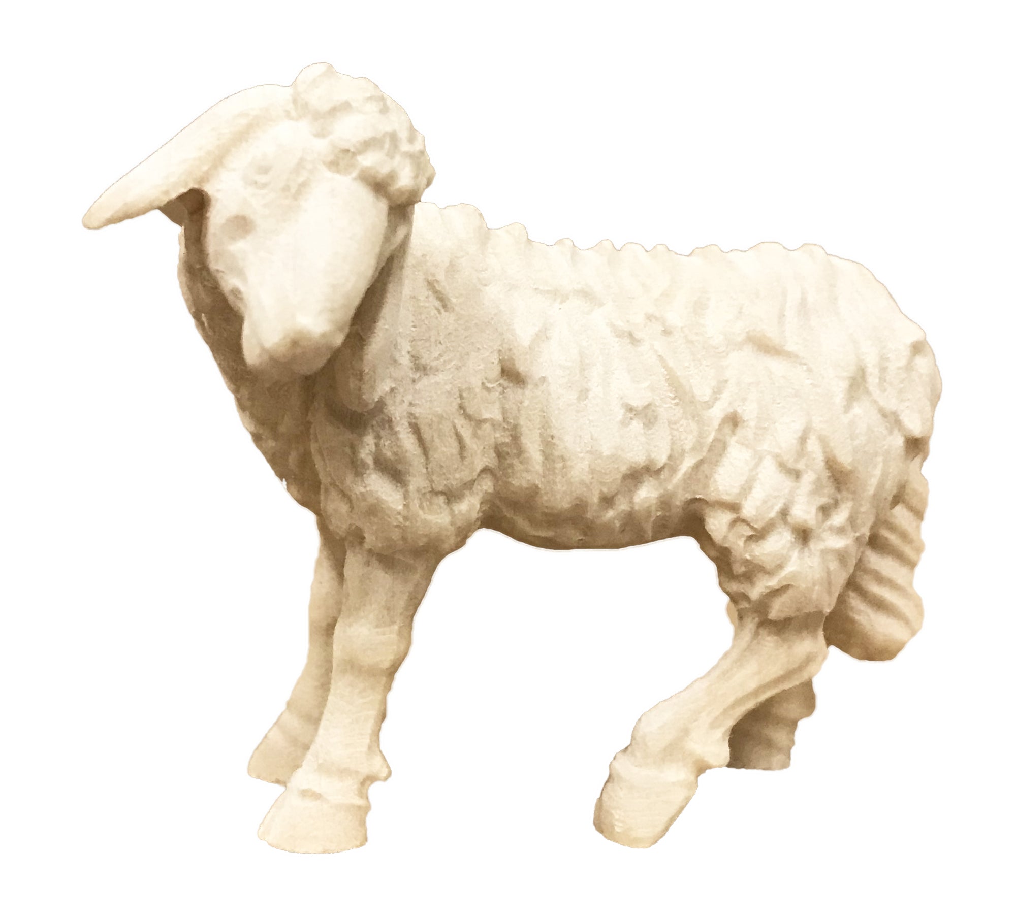 Sheep standing with head turned to the left - color