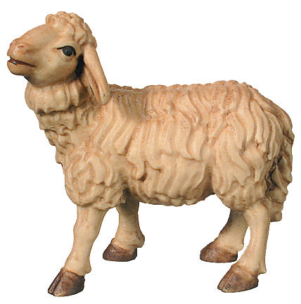 Standing walking Sheep in wood - color