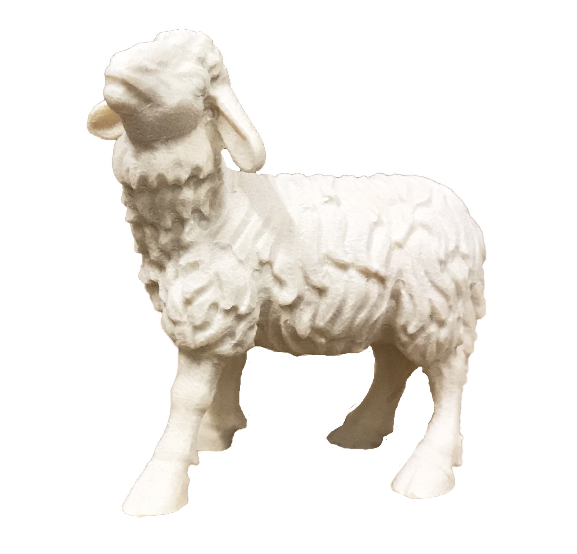 Standing walking Sheep in wood - color