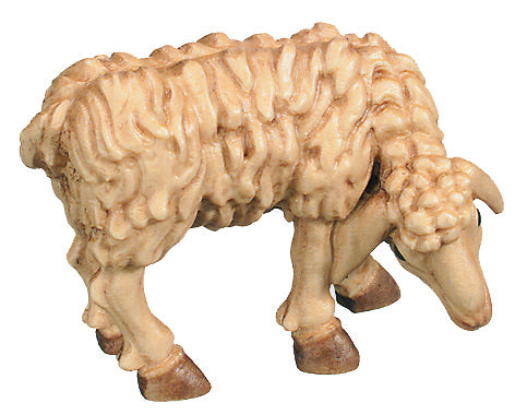 Sheep grazing the grass - color