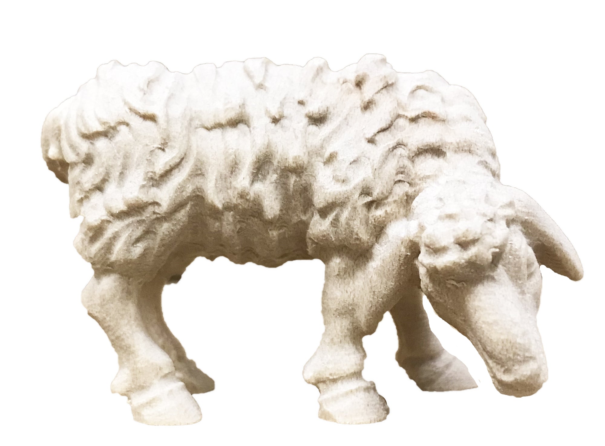 Sheep grazing the grass - color