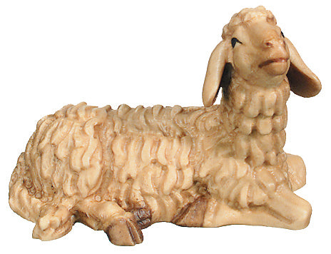 Lying Sheep in maple wood - color