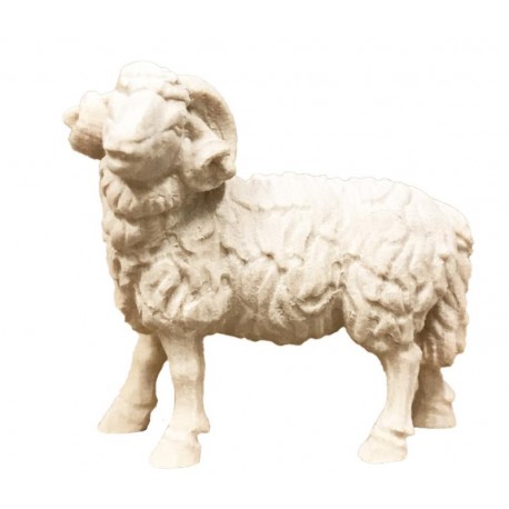 Schafsfell mit Hörnern und dicker Wolle - Natur